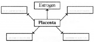 Plus Two Zoology Chapter Wise Questions and Answers Chapter 1 Human Reproduction 2M Q31