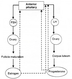 Plus Two Zoology Chapter Wise Questions and Answers Chapter 1 Human Reproduction 2M Q6.1