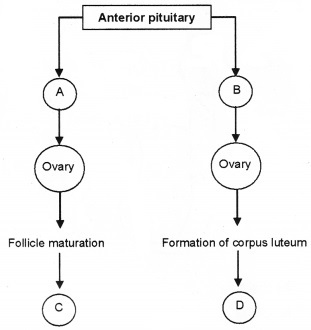 Plus Two Zoology Chapter Wise Questions and Answers Chapter 1 Human Reproduction 2M Q6