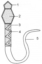 Plus Two Zoology Chapter Wise Questions and Answers Chapter 1 Human Reproduction 2M Q8