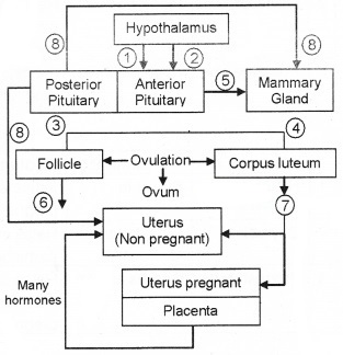 Plus Two Zoology Chapter Wise Questions and Answers Chapter 1 Human Reproduction 3M Q15