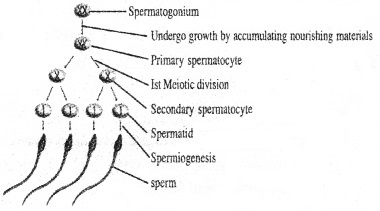 Plus Two Zoology Chapter Wise Questions and Answers Chapter 1 Human Reproduction 3M Q2.1