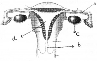 Plus Two Zoology Chapter Wise Questions and Answers Chapter 1 Human Reproduction Sample Questions Q2