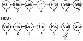 Plus Two Zoology Chapter Wise Questions and Answers Chapter 3 Principles of Inheritance and Variation 2M Q1