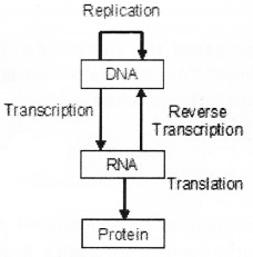 Plus Two Zoology Chapter Wise Questions and Answers Chapter 3 Principles of Inheritance and Variation 2M Q21.1