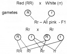 Plus Two Zoology Chapter Wise Questions and Answers Chapter 3 Principles of Inheritance and Variation 2M Q23