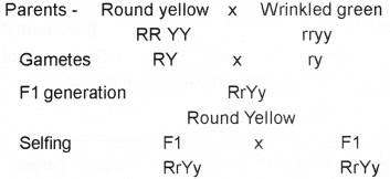 Plus Two Zoology Chapter Wise Questions and Answers Chapter 3 Principles of Inheritance and Variation 3M Q1