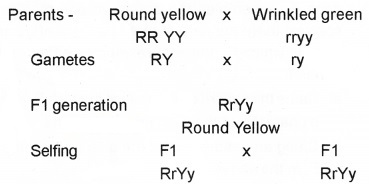 Plus Two Zoology Chapter Wise Questions and Answers Chapter 3 Principles of Inheritance and Variation 3M Q8