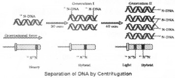 Plus Two Zoology Chapter Wise Questions and Answers Chapter 4 Molecular Basis of Inheritance 2M Q22