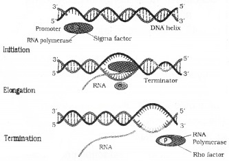 Plus Two Zoology Chapter Wise Questions and Answers Chapter 4 Molecular Basis of Inheritance 2M Q4