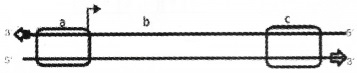 Plus Two Zoology Chapter Wise Questions and Answers Chapter 4 Molecular Basis of Inheritance 3M Q16