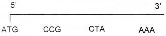 Plus Two Zoology Chapter Wise Questions and Answers Chapter 4 Molecular Basis of Inheritance 3M Q2