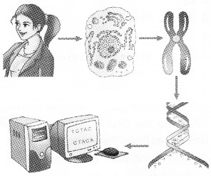 Plus Two Zoology Chapter Wise Questions and Answers Chapter 4 Molecular Basis of Inheritance 3M Q4