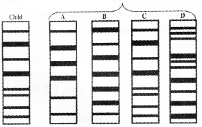 Plus Two Zoology Chapter Wise Questions and Answers Chapter 4 Molecular Basis of Inheritance 3M Q7