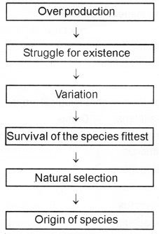 Plus Two Zoology Chapter Wise Questions and Answers Chapter 5 Evolution 2M Q11