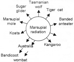 Plus Two Zoology Chapter Wise Questions and Answers Chapter 5 Evolution 2M Q12