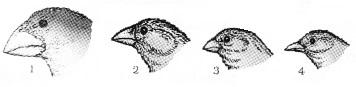 Plus Two Zoology Chapter Wise Questions and Answers Chapter 5 Evolution 2M Q20