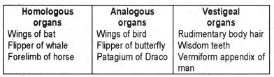 Plus Two Zoology Chapter Wise Questions and Answers Chapter 5 Evolution 2M Q3