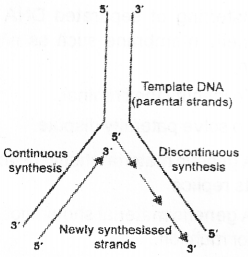 Plus Two Zoology Model Question Paper 1, 4