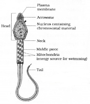 Plus Two Zoology Notes Chapter 1 Human Reproduction 10