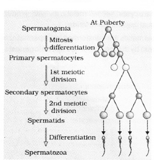 Plus Two Zoology Notes Chapter 1 Human Reproduction 11