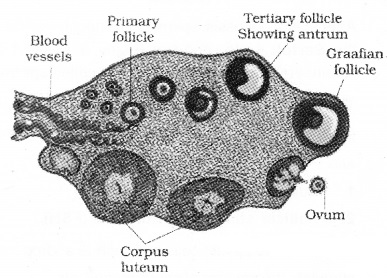 Plus Two Zoology Notes Chapter 1 Human Reproduction 12