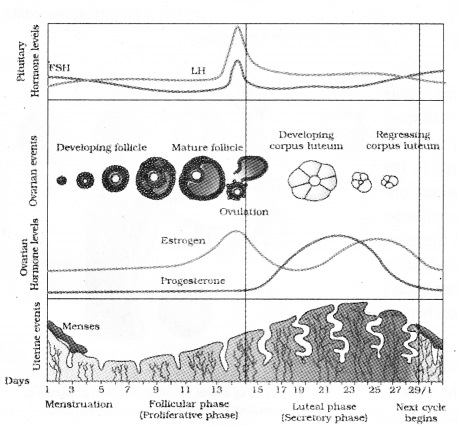 Plus Two Zoology Notes Chapter 1 Human Reproduction 13