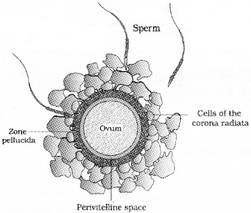 Plus Two Zoology Notes Chapter 1 Human Reproduction 14