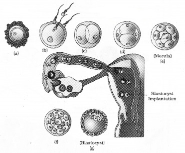 Plus Two Zoology Notes Chapter 1 Human Reproduction 15