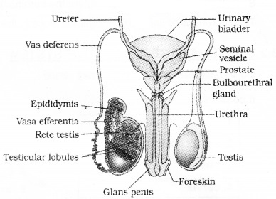 Plus Two Zoology Notes Chapter 1 Human Reproduction 2