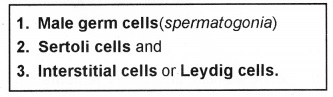 Plus Two Zoology Notes Chapter 1 Human Reproduction 3