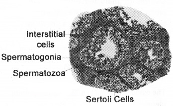 Plus Two Zoology Notes Chapter 1 Human Reproduction 4