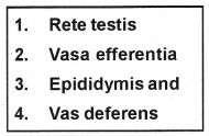 Plus Two Zoology Notes Chapter 1 Human Reproduction 5