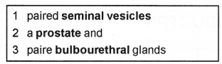 Plus Two Zoology Notes Chapter 1 Human Reproduction 6