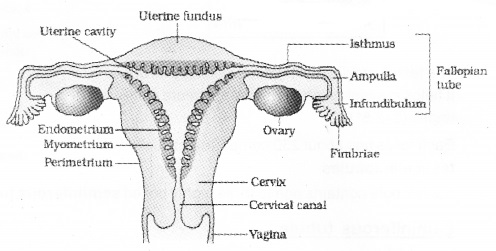 Plus Two Zoology Notes Chapter 1 Human Reproduction 7