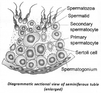 Plus Two Zoology Notes Chapter 1 Human Reproduction 8