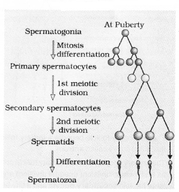 Plus Two Zoology Notes Chapter 1 Human Reproduction 9