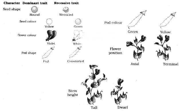 Plus Two Zoology Notes Chapter 3 Principles of Inheritance and Variation 1