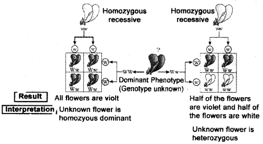 Plus Two Zoology Notes Chapter 3 Principles of Inheritance and Variation 4