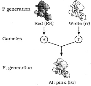 Plus Two Zoology Notes Chapter 3 Principles of Inheritance and Variation 5