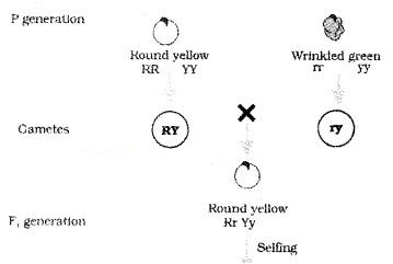 Plus Two Zoology Notes Chapter 3 Principles of Inheritance and Variation 9