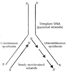 Plus Two Zoology Notes Chapter 4 Molecular Basis of Inheritance 10