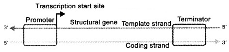 Plus Two Zoology Notes Chapter 4 Molecular Basis of Inheritance 11