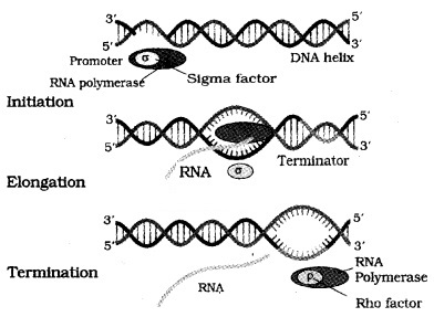 Plus Two Zoology Notes Chapter 4 Molecular Basis of Inheritance 12