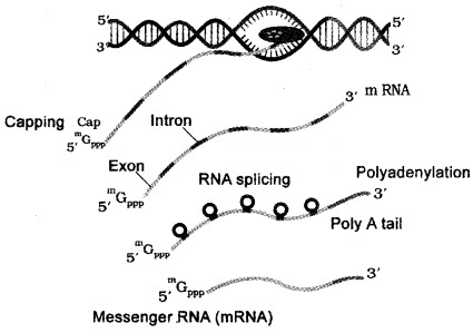 Plus Two Zoology Notes Chapter 4 Molecular Basis of Inheritance 13