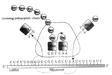 Plus Two Zoology Notes Chapter 4 Molecular Basis of Inheritance 16