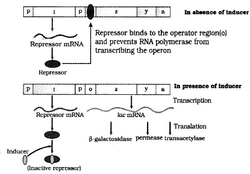 Plus Two Zoology Notes Chapter 4 Molecular Basis of Inheritance 17