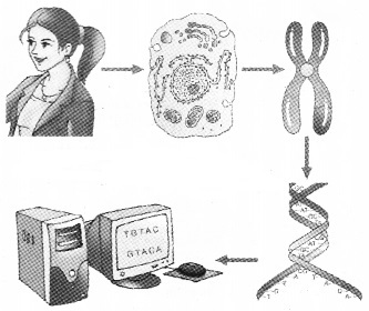 Plus Two Zoology Notes Chapter 4 Molecular Basis of Inheritance 18