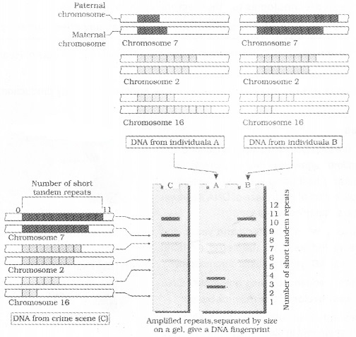 Plus Two Zoology Notes Chapter 4 Molecular Basis of Inheritance 19