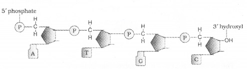 Plus Two Zoology Notes Chapter 4 Molecular Basis of Inheritance 2